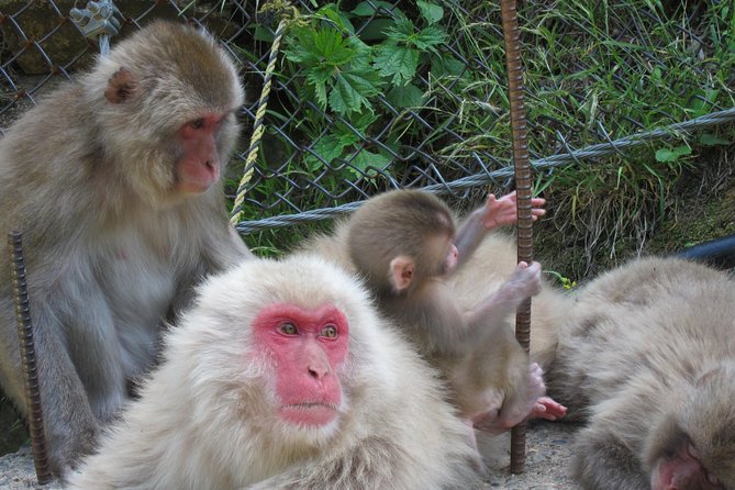 Explore Jigokudani Snow Monkey Park With a Knowledgeable Local Guide - Visitor Reviews and Feedback
