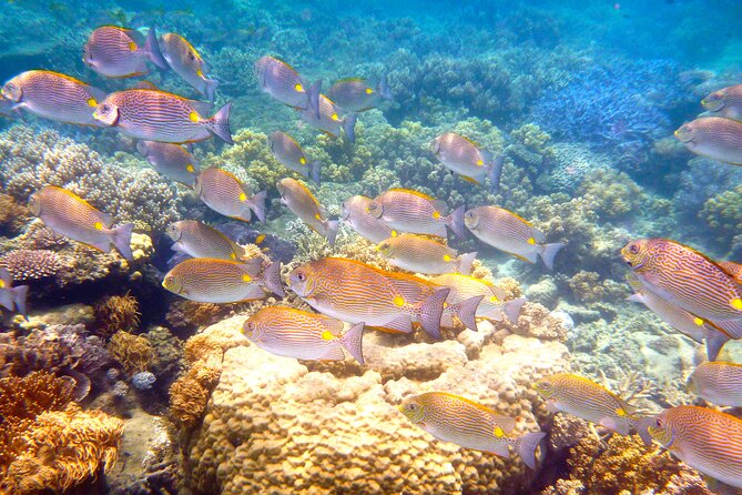 Express Low Isles Reef Sprinter Snorkelling Tour - Cancellation Policy
