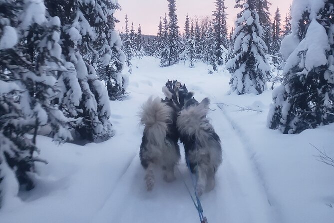 Fairbanks Private Dog Sled Excursion (Mar ) - Educational Insights