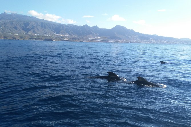 Fishing Trip, Tenerife Sea Passion - Reviews Overview