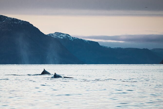 Fjord and Whale Safari Tour - Additional Tour Information