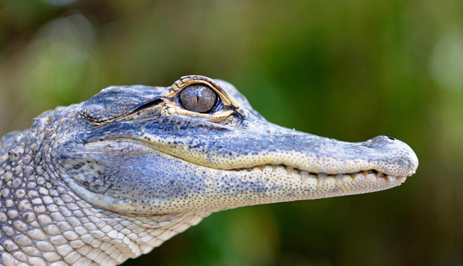 Florida Everglades Airboat Tour and Wild Florida Admission With Optional Lunch - Optional Lunch Details