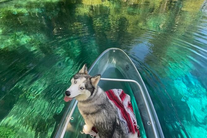 Florida: Silver Springs Small-Group Clear Kayaking Tour (Mar ) - Positive Feedback