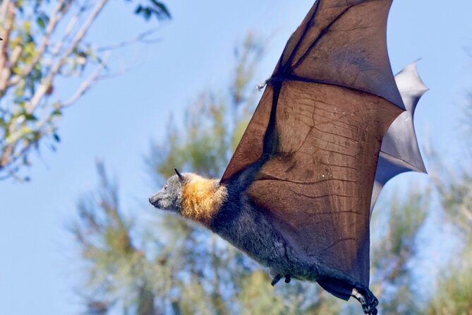 Flying Fox Experience, Thousands of Australias Largest Bat - Inclusions Provided