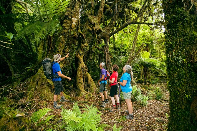 Fox Glacier Nature Tour - Guest Reviews and Ratings