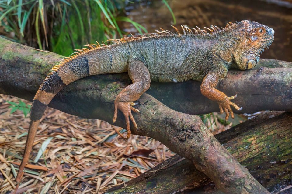 Foz Do Iguaçu: Bird Park Experience - Wildlife Encounters