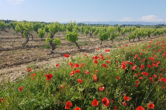 France Carcassonne Guided Wine Tour (Mar ) - Reviews & Company Information