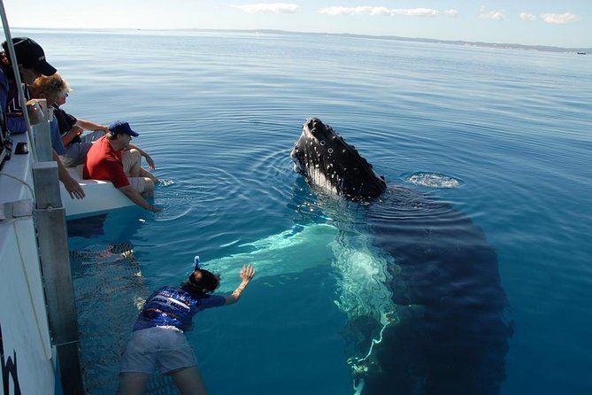Fraser Island Whale Watch Encounter - Customer Experience and Reviews