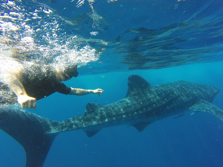 From Akumal: Whale Shark Tour - Safety and Availability