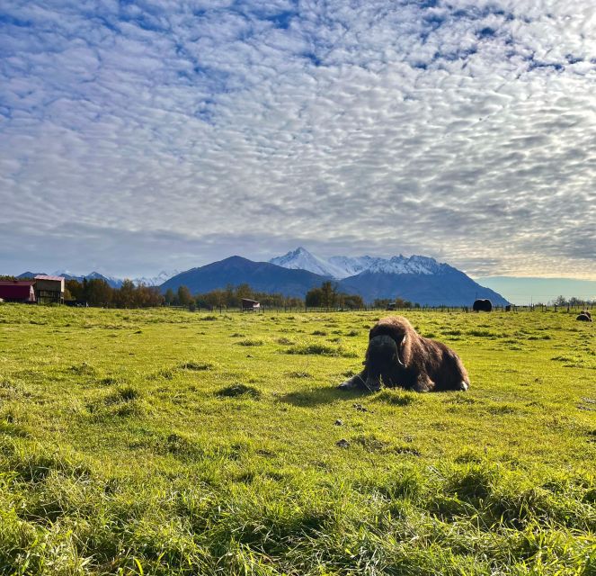 From Anchorage: Scenic Drive and Guided Musk Ox Farm Tour - Common questions