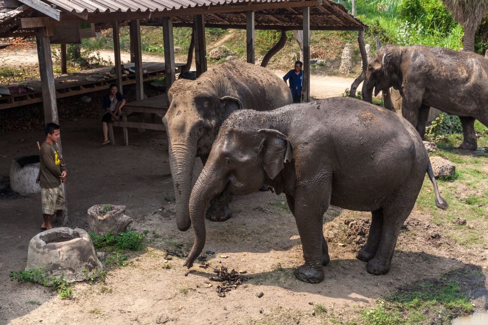 From Bangkok: Elephant Sanctuary and Kanchanaburi Tour - Review Summary and Ratings