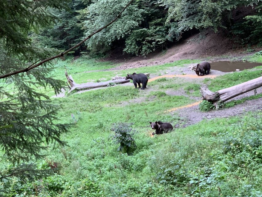 From Brasov: Bear Watching in the Wild - Location & Details