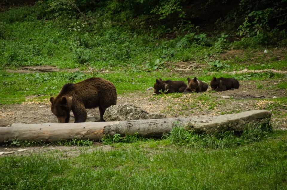 From Brasov: Small-Group Bear Watching Experience - Traveler Experience