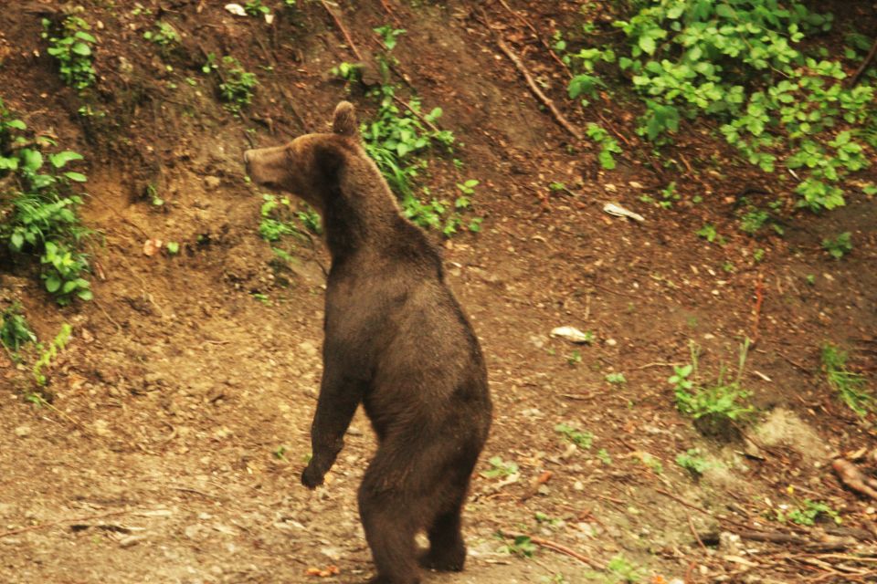 From Brasov: Small-Group Brown Bear Watching Tour - Customer Reviews