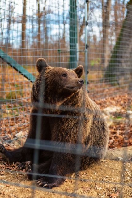 From Bucharest: Dracula's Castle & Bear Sanctuary Day Tour - Booking Information