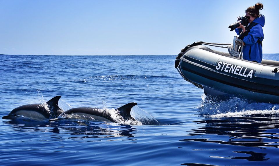 From Calheta: Madeira Whale and Dolphin Watching Boat Tour - Common questions