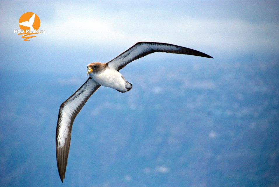 From Calheta: Whale and Dolphin Watching RIB Boat Tour - Additional Information