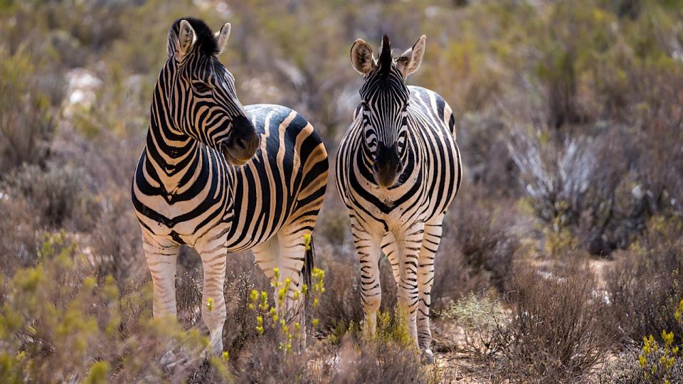 From Cape Town: Aquila Game Reserve Safari Tour With Lunch - Detailed Description of the Activity
