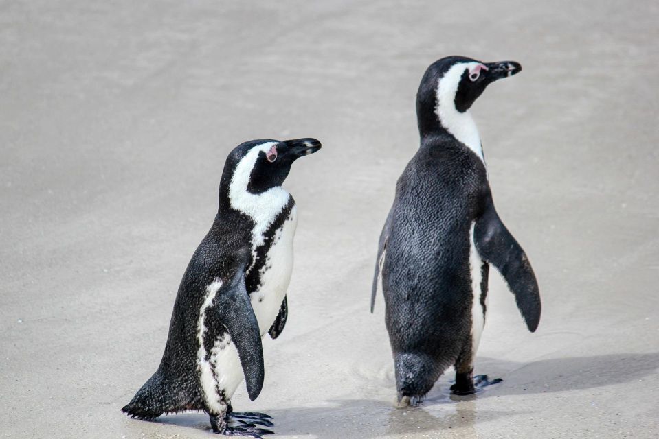 From Cape Town : Cape Point Boulders Beach Full-Day Tour - Booking Information