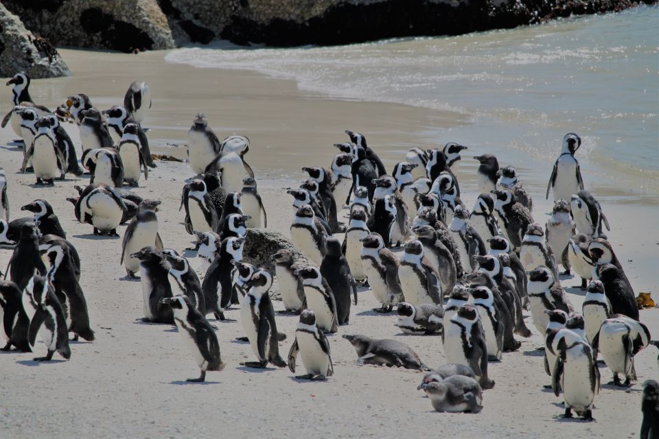 From Cape Town: Cape Point & Boulders Beach Full-Day Tour - Guest Reviews