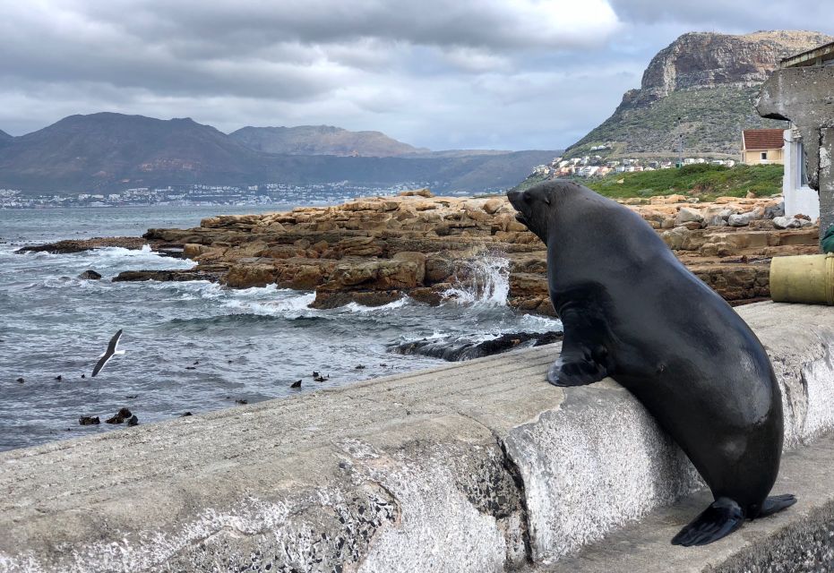 From Cape Town: Cape Point, Penguins And Wine Tasting Tour - Ratings & Reviews