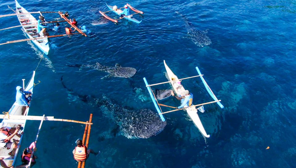 From Cebu City: Scuba Diving With Whale Sharks Trip in Oslob - Common questions