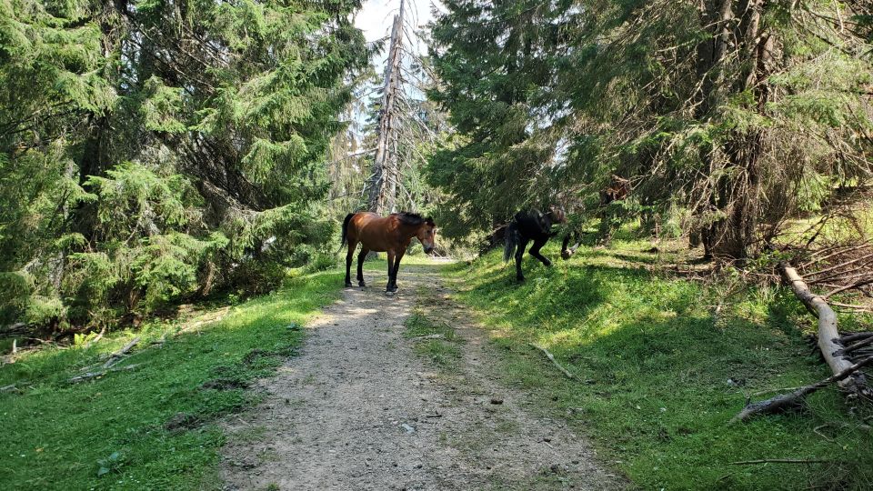 From Cluj-Napoca: Carpathian Mountains Guided Scenic Hike - Common questions