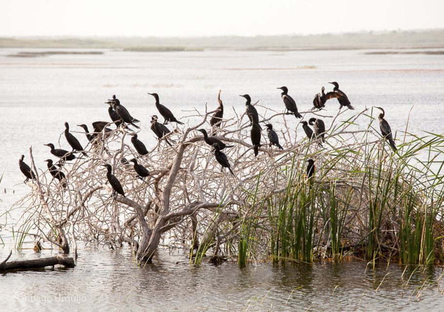 From Colombo: Muthurajawela Sanctuary Bird Watching Tour - Last Words