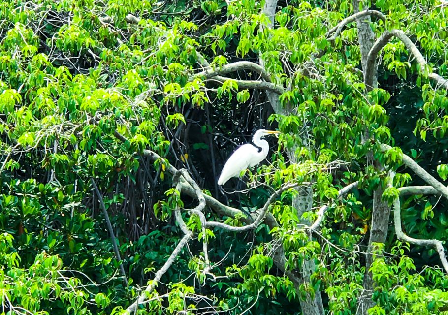 From Colombo/Negombo: Muthurajawela Bird Watching Day Trip - Traveler Reviews and Information