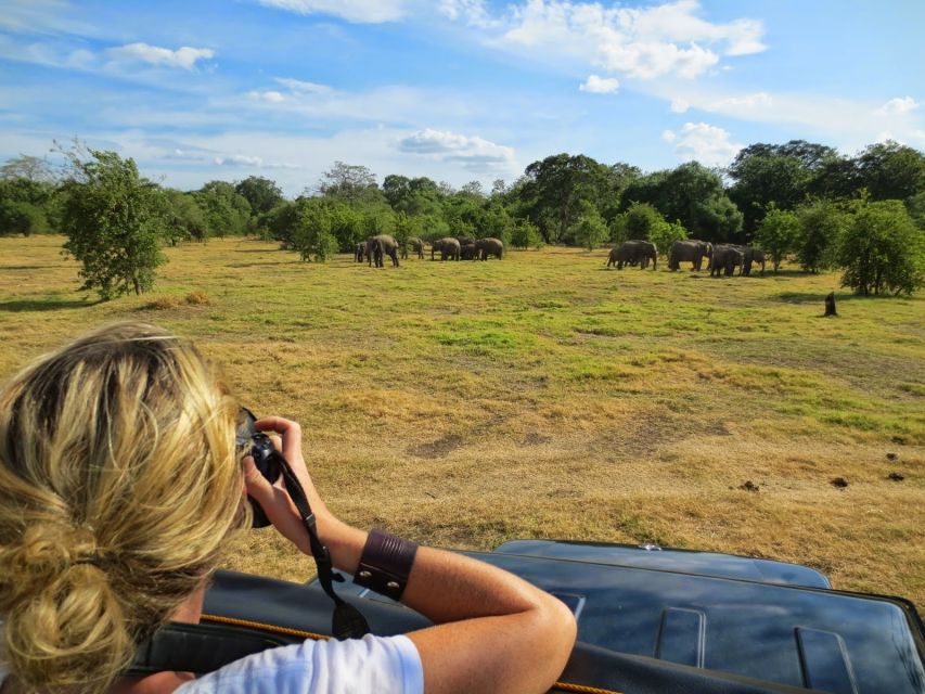 From Colombo: Private Minneriya National Park Day Safari - Safari Experience