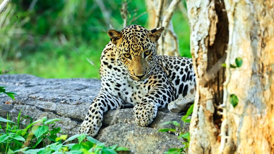 From Colombo : Yala National Park Safari Tour - Logistics