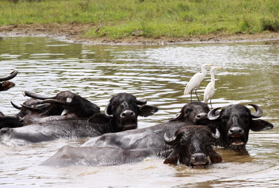 From Colombo: Yala National Park Safari With Transfer - Pickup Information