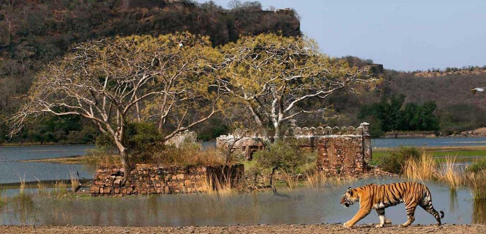 From Delhi: 3-Days Private Ranthambore Wildlife Safari Tour - Inclusions and Highlights