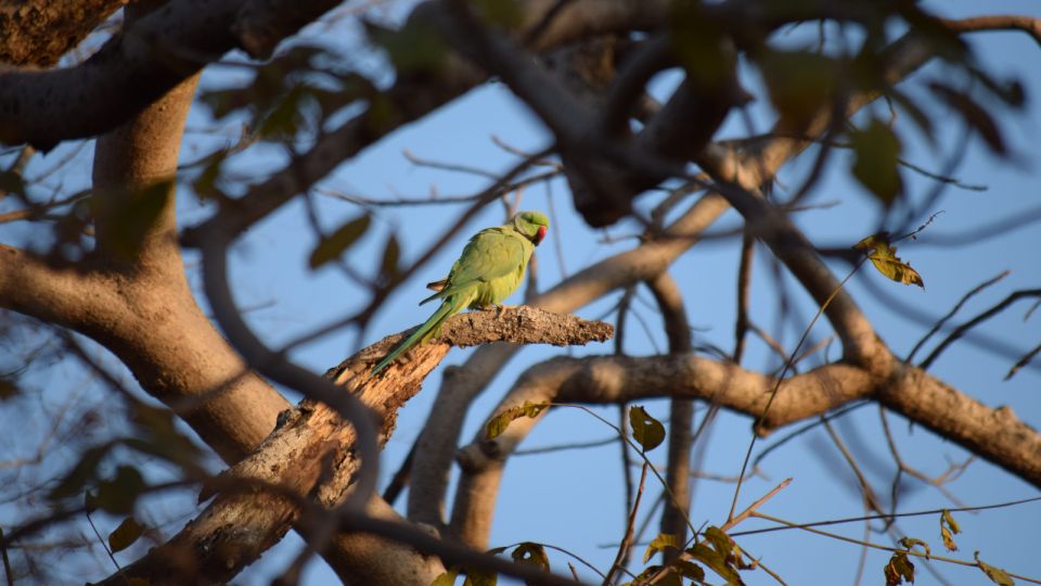 From Delhi: 4-Day Golden Triangle & Ranthambore Tiger Safari - Safari Experience in Ranthambore