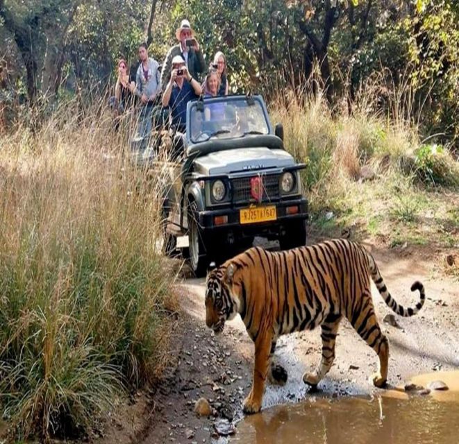From Delhi: 5 Days Golden Triangle W/Ranthambore Tiger Safai - Ranthambore Tiger Safari
