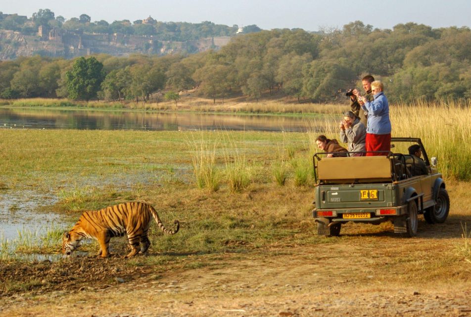 From Delhi : 6 Days Delhi, Jaipur, Agra & Ranthambore By Car - Day 4: Ranthambore - Tiger Safaris