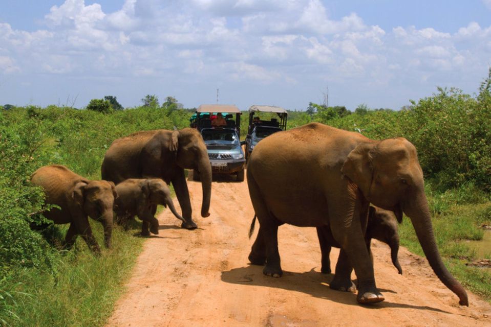 From Ella :- Udawalawa Safari & Elephant Transit Home Tour - Interaction With Baby Elephants at the Transit Home