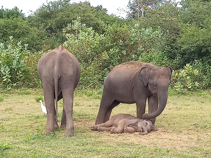 From Ella: Udawalawe National Park Safari Tour - Customer Reviews