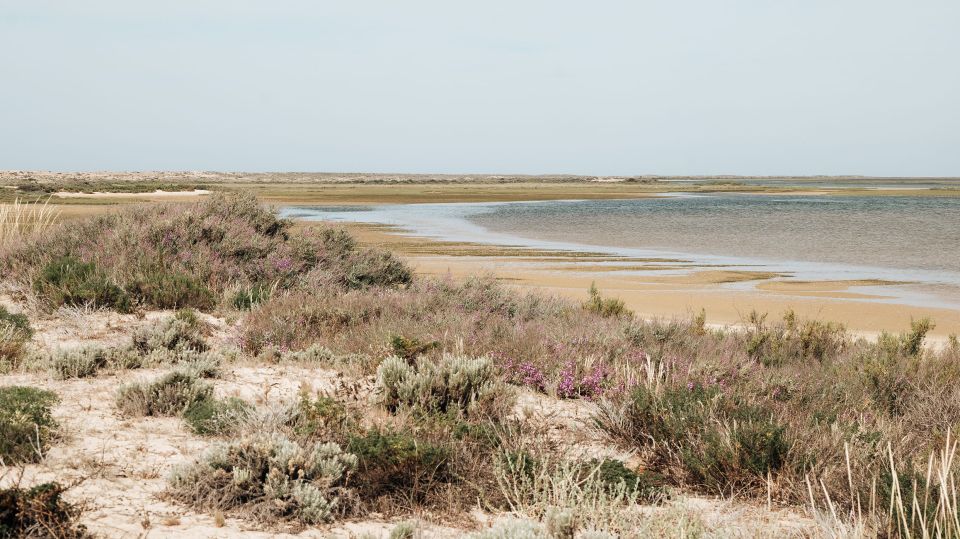 From Faro: Catamaran Boat Trip to Deserta Island With Stop - Participant Selection and Logistics