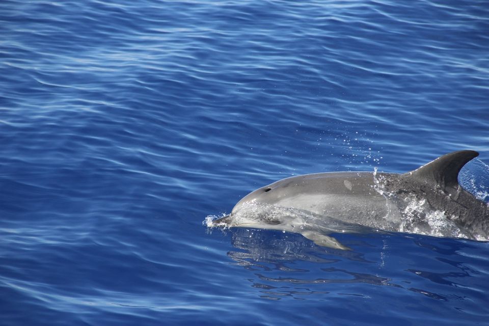 From Funchal: Madeira Dolphin and Whale Watching Tour - Customer Reviews