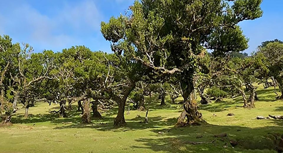 From Funchal: West Madeira Waterfalls and Fanal Forest Tour - Last Words