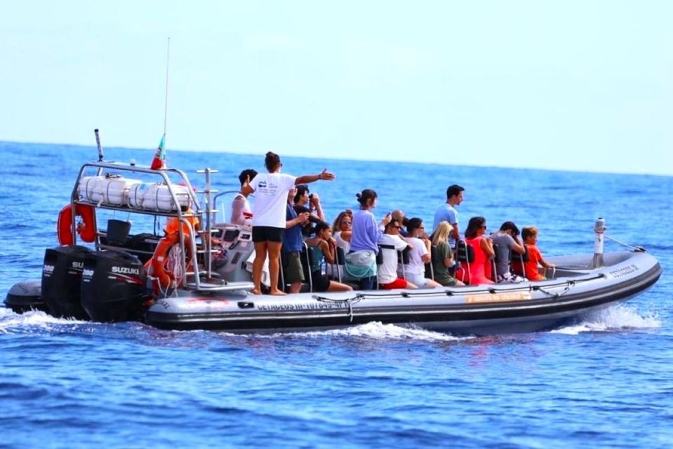 From Funchal: Whale and Dolphin Watching - Activity Specifics