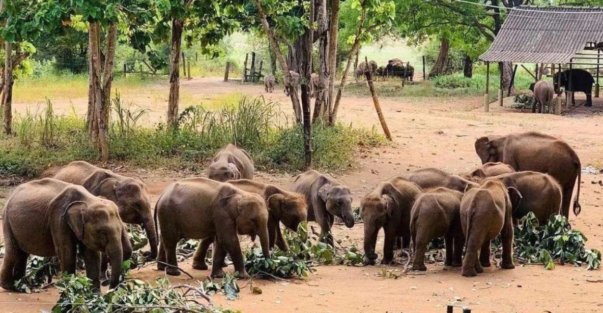 From Hambantota Harbor: Elephant Safari Extravaganza - Location Information