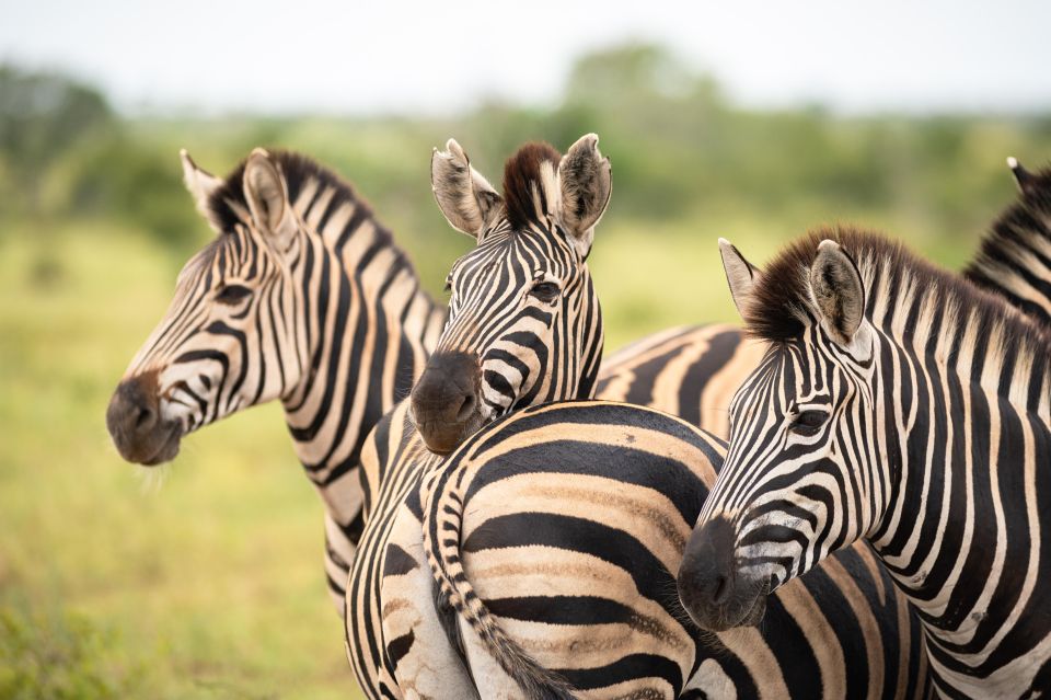 From Hoedspruit: Kruger National Park Full-Day Safari - Kruger National Park Experience