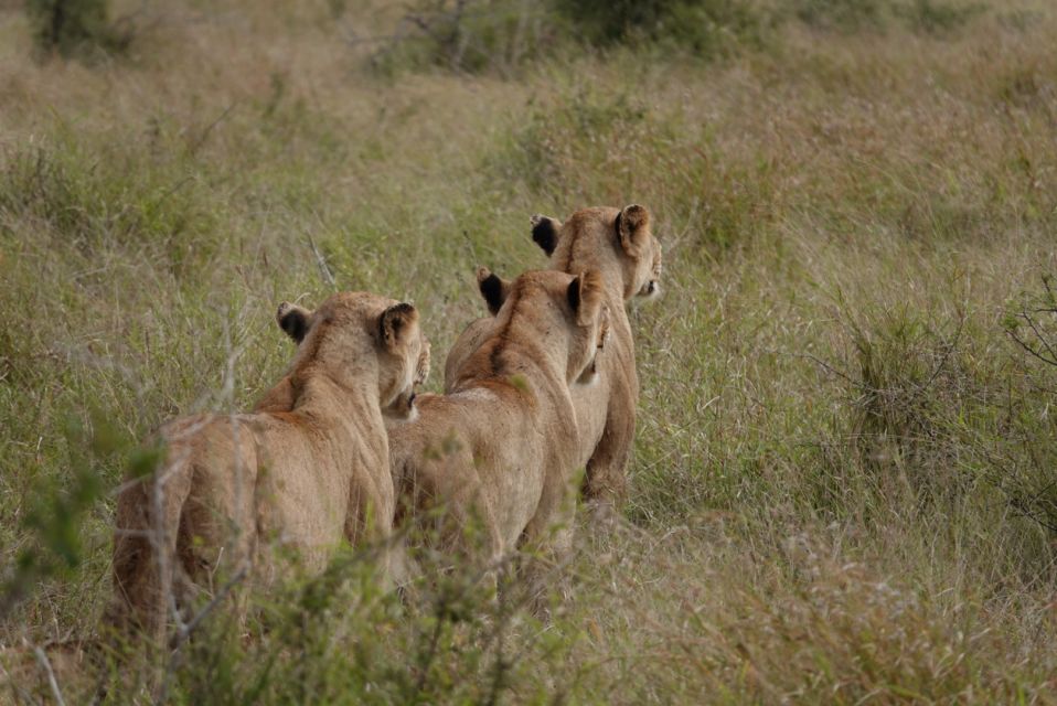From Hoedspruit: Kruger National Park Safari With Transfer - Logistics and Booking