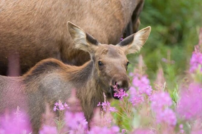 From Jackson: Full-Day Grand Teton Wildlife and Scenery Tour With Lunch - Booking Details