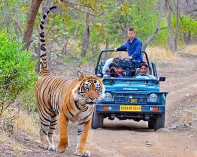 From Jaipur: Guided Ranthambore Tour With Cab - Last Words