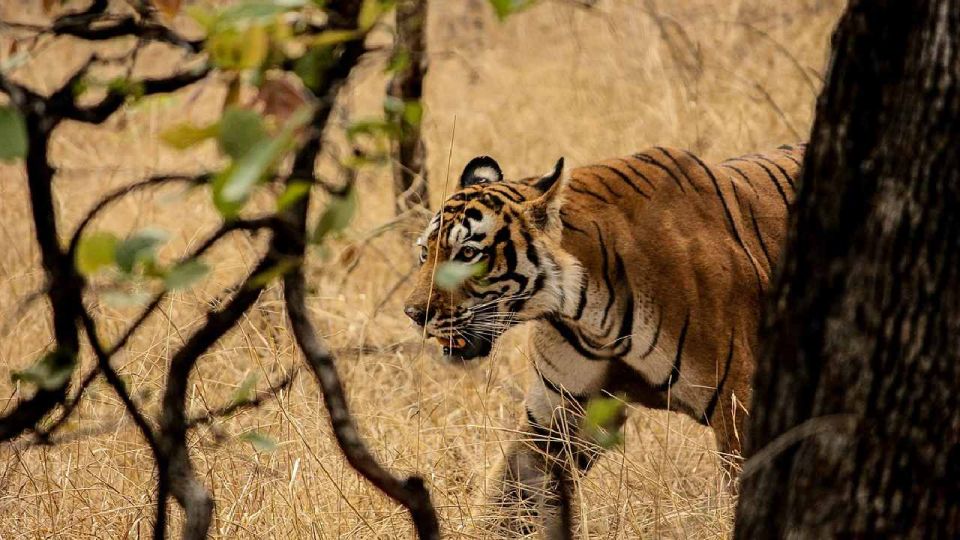 From Jaipur: Private 2-Day Ranthambore Safari & Jaipur Tour - Ranthambore National Park Details