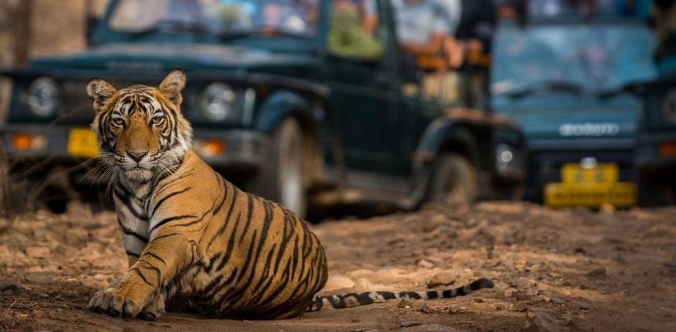 From Jaipur: Private Ranthambore Day Trip With Tiger Safari - Wildlife Safari Adventure