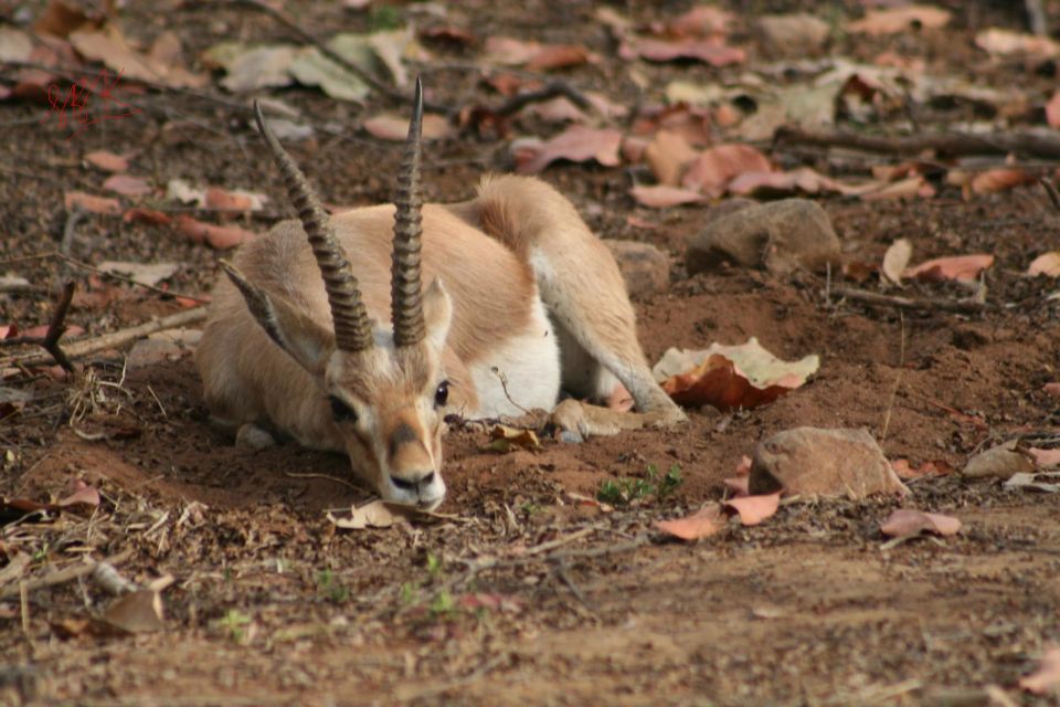 From Jaipur: Ranthambore Tiger Safari One Day Trip - Booking Information